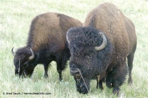 Custer State Park Buffalo - Black Elk Peak