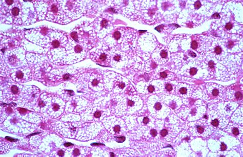 HLS [ Endocrine System, adrenal gland, cortex; zona fasciculata] HIGH MAG