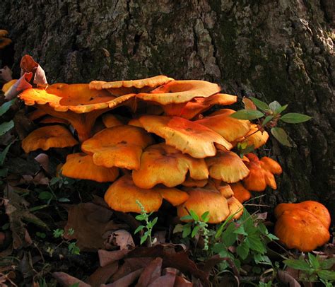 The Poisonous Mushroom and Avoiding Misidentification Thread - Mushroom Hunting and ...