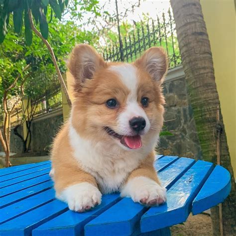 Cute Corgi Puppy, Corgi Dog, Cute Animal Memes, Cute Funny Animals, Cute Dogs And Puppies, Baby ...