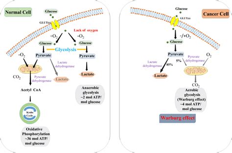 Differences between oxidative phosphorylation, anaerobic glycolysis ...