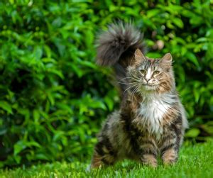 Are Norwegian Forest Cats Hypoallergenic? Breed Description