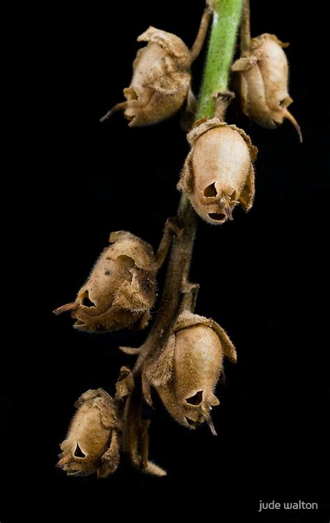 "snapdragon seedpod skulls" by jude walton | Redbubble