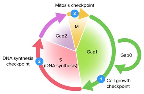 Flexi answers - What are the phases of the eukaryotic cell cycle? | CK-12 Foundation