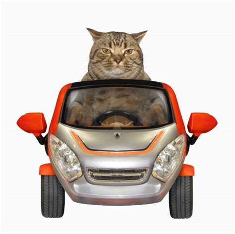 Cat Driving Car Stock Photos, Pictures & Royalty-Free Images - iStock