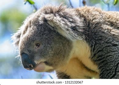 Dead Koala On Road Roadkill Stock Photo 1339364762 | Shutterstock