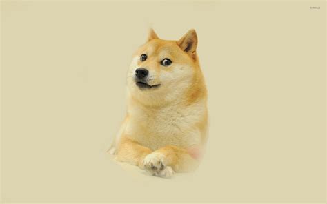 Doge [4] wallpaper - Meme wallpapers - #27437