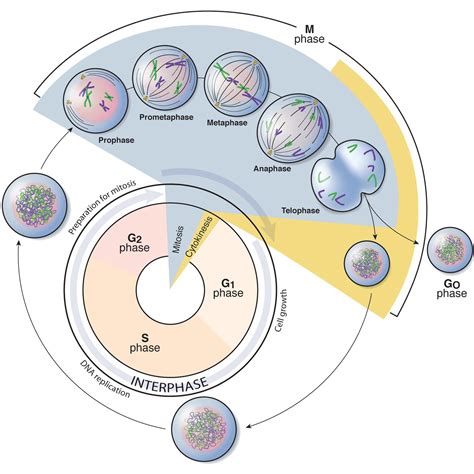 Interphase Diagram Of The Cell Cycle