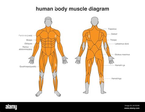 Human body Muscles Diagram in Full Length front and Back side Stock Vector Image & Art - Alamy