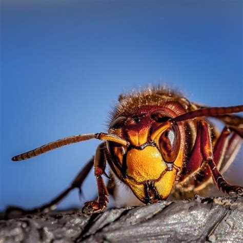 How to Treat Hornet Stings | INSECT COP | Hornet sting, Hornet, Sting