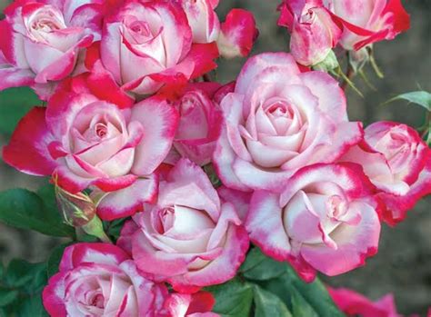 18 Best Floribunda Roses For Your Flower Garden - Mississippi Greens