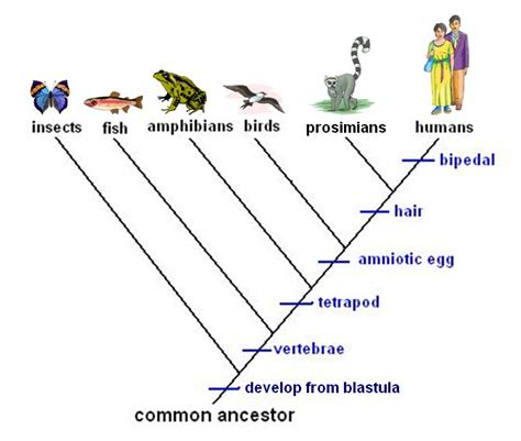 Introduce Your Classroom to Classification | How to introduce yourself, Lab activities, High ...