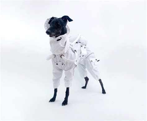 Dog Astronaut Suit | ubicaciondepersonas.cdmx.gob.mx