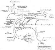 Nerve Of Pterygoid Canal