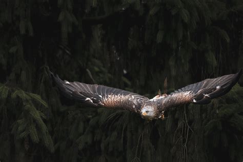 Close Up Shot of an Eagle Flying · Free Stock Photo