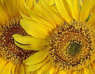 Stepping Stones: Sunflowers