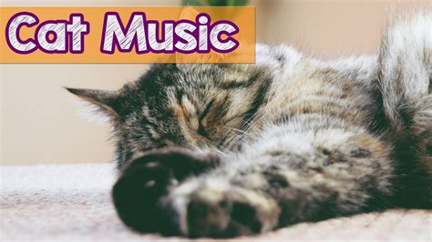 1 Hour Relaxing Music for Cats! Cat Therapy Music! Soothe and Calm Your Kitty with Relaxing ...