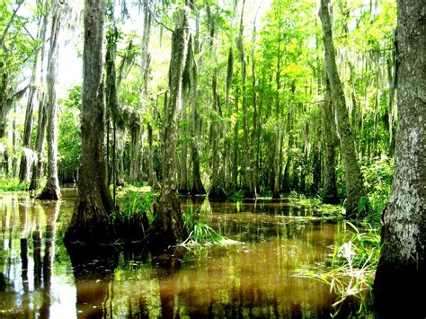 Real Life EverQuest Innothule Swamp (Louisiana swamp) Louisiana Swamp, Across The Universe ...