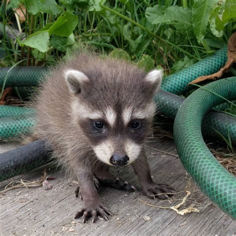 A picture that I took of a cute baby raccoon! : r/trashpandas