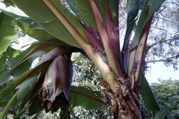 Ensete Edible Plant