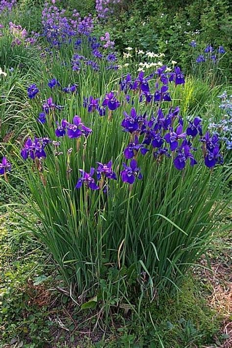 Growing Siberian Iris, Iris