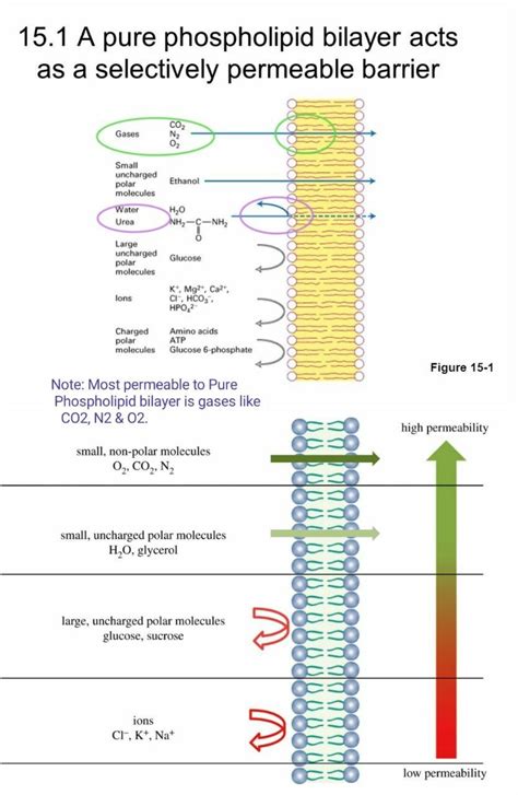 Permeability of Cell membrane ... #Ethanol #urea #Water Ag Science, Science Quiz, Science ...