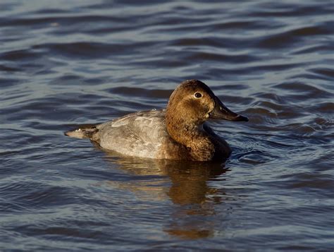 Common Pochard | Common Pochard / aythya ferina. Welney WWT,… | Flickr