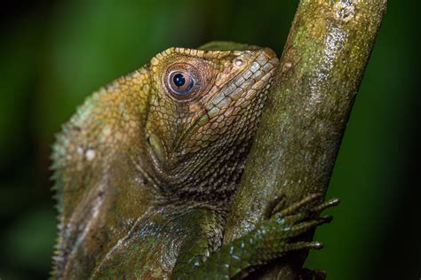 Helmeted Basilisk Lizard | Sean Crane Photography