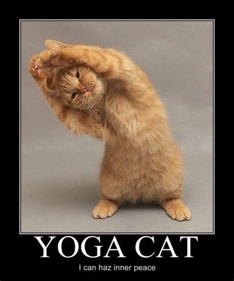 Yoga Kitty | Cat yoga, Cute animals, Funny animals