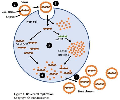 Reproduction of Viruses — MondoScience