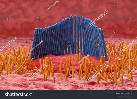 Inner Ear Hair Cell Vestibular System Stock Illustration 2105056184