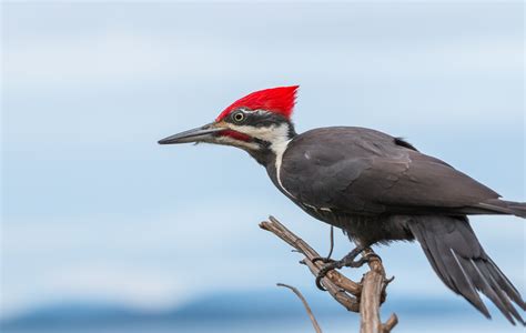 Rare Pileated Woodpecker Spotted On UWS In Riverside Park: PHOTO | Upper West Side, NY Patch