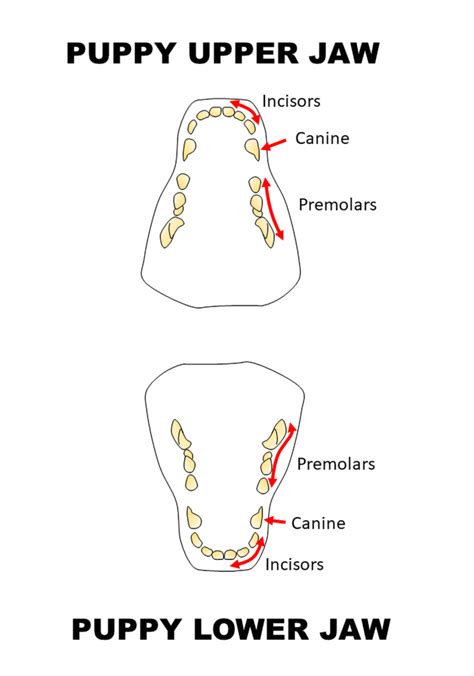 Understanding the Dental Chart for Dogs: A Comprehensive Guide - Animal ...