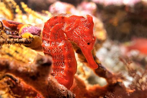 Types of Seahorses