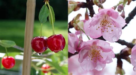 Cherry Trees vs. Cherry Blossoms: What's The Difference?