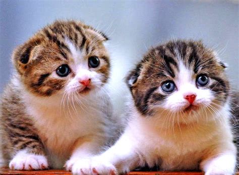 KUMPULAN GAMBAR KUCING LUCU DAN IMUT | Harian Nusantara