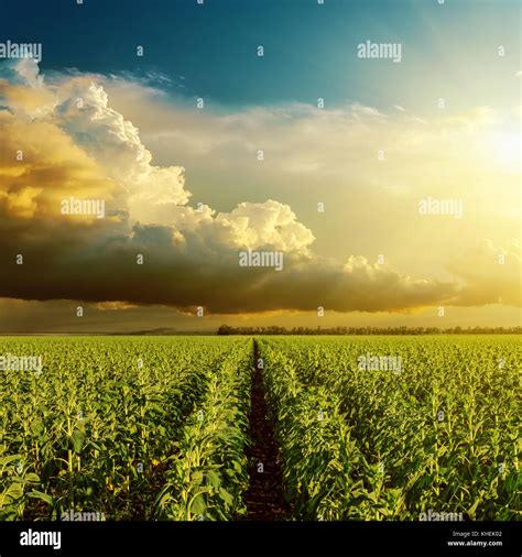 good sunset over field with green sunflower Stock Photo - Alamy