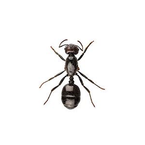 Little Black Ant Identification, Habits & Behavior | Russell's Pest Control