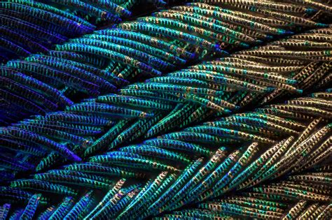 Magnified Peacock Feathers Look Like Pure Woven Magic | WIRED