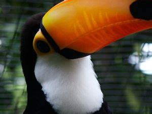 Toucan - The Largest Bill on a Bird | Toucans, Beautiful birds, Bird