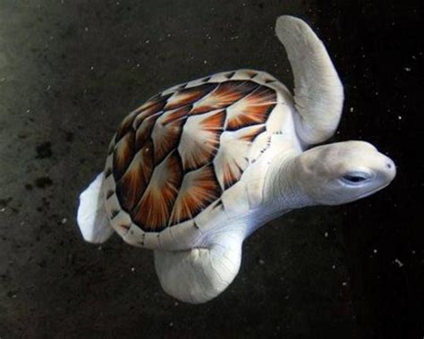 Albino Sea Turtle | Albino, Melanistic, Leucistic & Piebald | Pinterest | Sri lanka, the ...