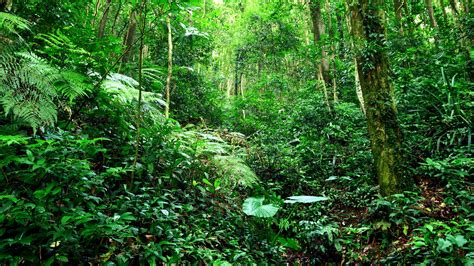 Bosque tropical, selva, arbustos, hierba, árboles, verde Fondos de pantalla | 1920x1080 Full HD ...