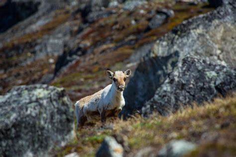 Summer reindeer in Greenland. Photo by Tikki Geisler