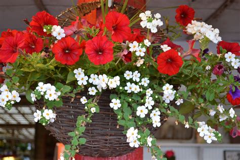 Geranium wall hanging basket | Container flowers, Flowers, Spring flowers