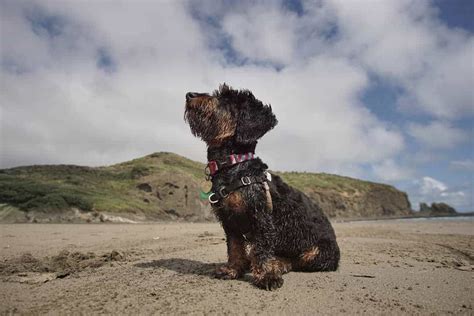 A Lovable Surprise: The Doxiepoo - Animalso