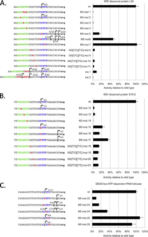 Transcriptional activity of genes with M3-M5 and M5 promoters. The... | Download Scientific Diagram