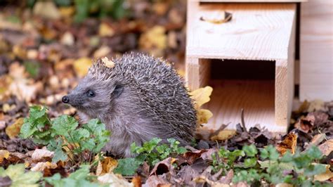 20 wildlife garden ideas: transform your garden into a nature-friendly space | GardeningEtc