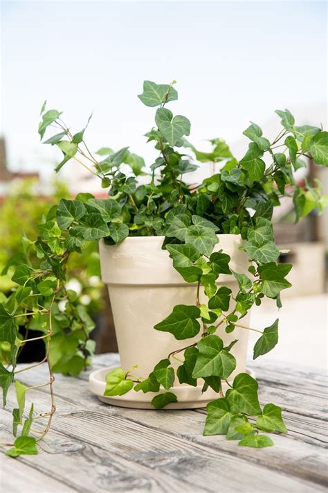 English Ivy Plant Profile | Ivy plant indoor, English ivy plant, Ivy plants