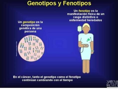 rapido por favor XD Cual es la diferencia entre el genotipo y el fenotipo? - Brainly.lat