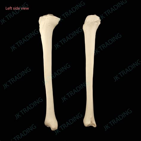 Anatomical Human Tibia Bone Model Left and Right Leg Skeleton Anatomy